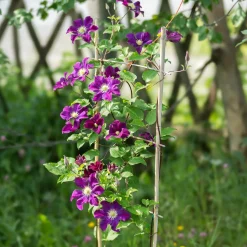Clématite 'Warszawska Nike' - Un mur de fleurs violettes