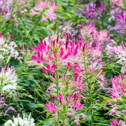 Cléome épineux Colour Fountain en mélange - Un été de fleurs en cascade