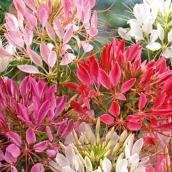 Cléome épineux Colour Fountain en mélange - Un été de fleurs en cascade