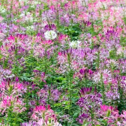 Cléome épineux Colour Fountain en mélange - Un été de fleurs en cascade