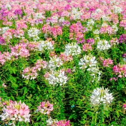 Cléome épineux Colour Fountain en mélange - Un été de fleurs en cascade