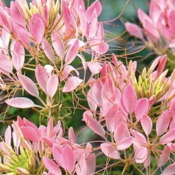Cléome épineux Rose Beauty - Nuage rose tout l'été
