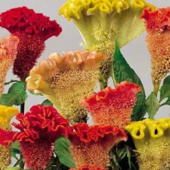Célosie créte de coq Triangle en mélange - Des fleurs veloutées tout l'été