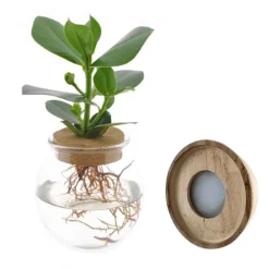 Clusia Met et son ampoule vase avec LED - Éclat vert en lumière