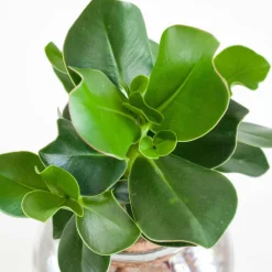 Clusia Met et son ampoule vase avec LED - Éclat vert en lumière