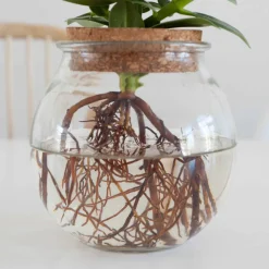 Clusia Met et son Ampoule vase - Éclat vert dans un vase