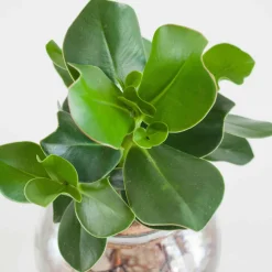 Clusia Met et son Ampoule vase - Éclat vert dans un vase