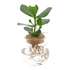 Clusia Met et son Ampoule vase - Éclat vert dans un vase
