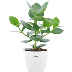 Clusia Princess + cache pot blanc 14 cm. - Une plante robuste et décorative