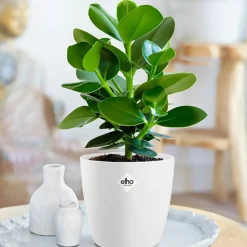 Clusia Princess + cache pot blanc 14 cm. - Une plante robuste et décorative