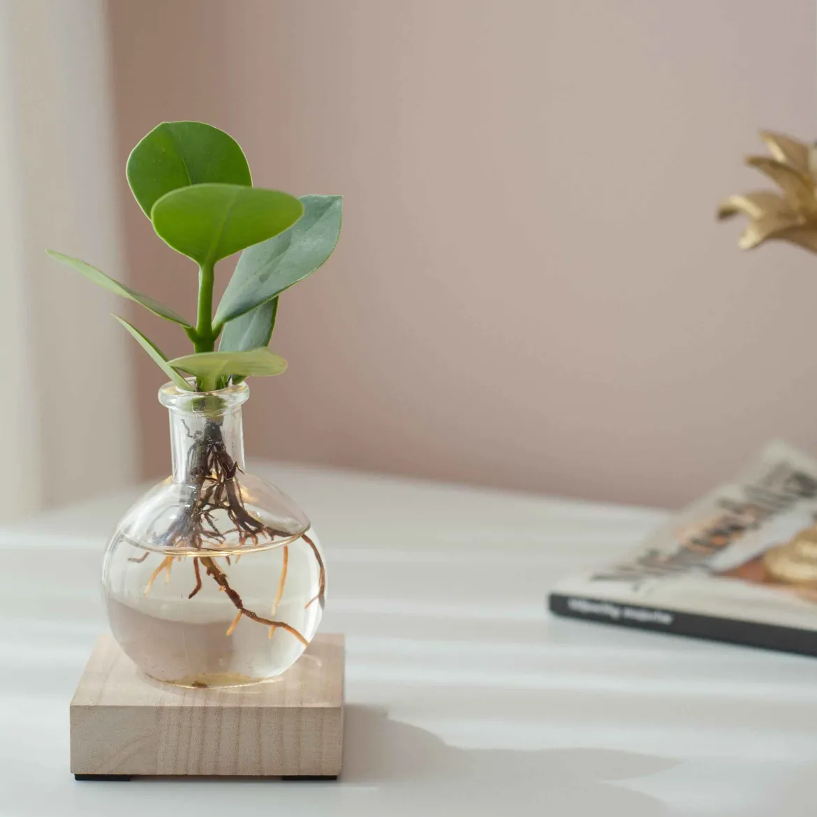 Clusia Samoa et son vase avec LED - Feuillage épais et décoratif