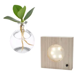 Clusia Samoa et son vase avec LED - Feuillage épais et décoratif