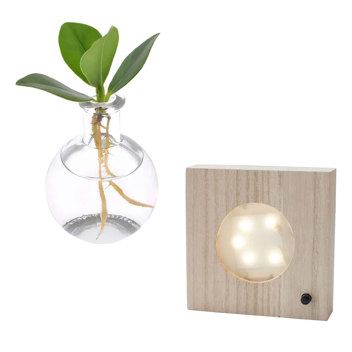 Clusia Samoa et son vase avec LED - Feuillage épais et décoratif