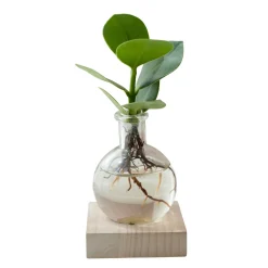 Clusia Samoa et son vase avec LED - Feuillage épais et décoratif