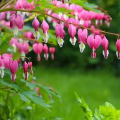 Coeur de Marie - Des cœurs roses au jardin