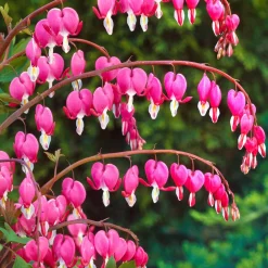Coeur de Marie - Des cœurs roses au jardin