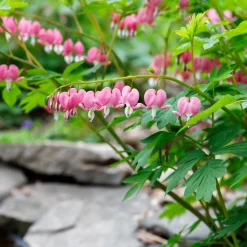 Coeur de Marie - Des cœurs roses au jardin