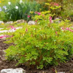 Coeur de Marie - Des cœurs roses au jardin