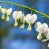 4 Coeur de Marie en mélange - Des cœurs suspendus au jardin