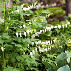 4 Coeur de Marie en mélange - Des cœurs suspendus au jardin