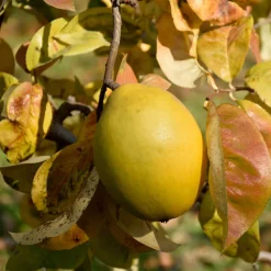 Cognassier de Chine - Fleurs, fruits et écorce déco