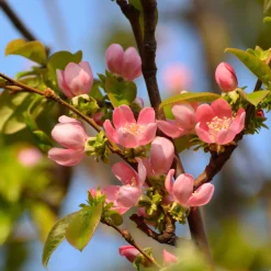 Cognassier de Chine - Fleurs, fruits et écorce déco