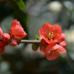 Cognassier du Japon Cido - Un citron rustique au jardin