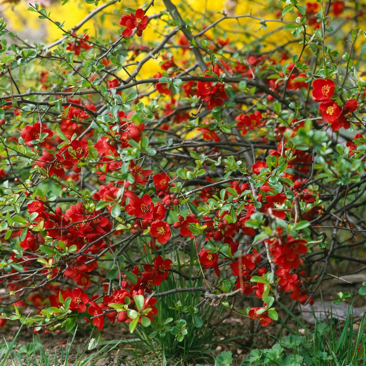 Cognassier du Japon Crimson And Gold - Fleurs rouges dès mars