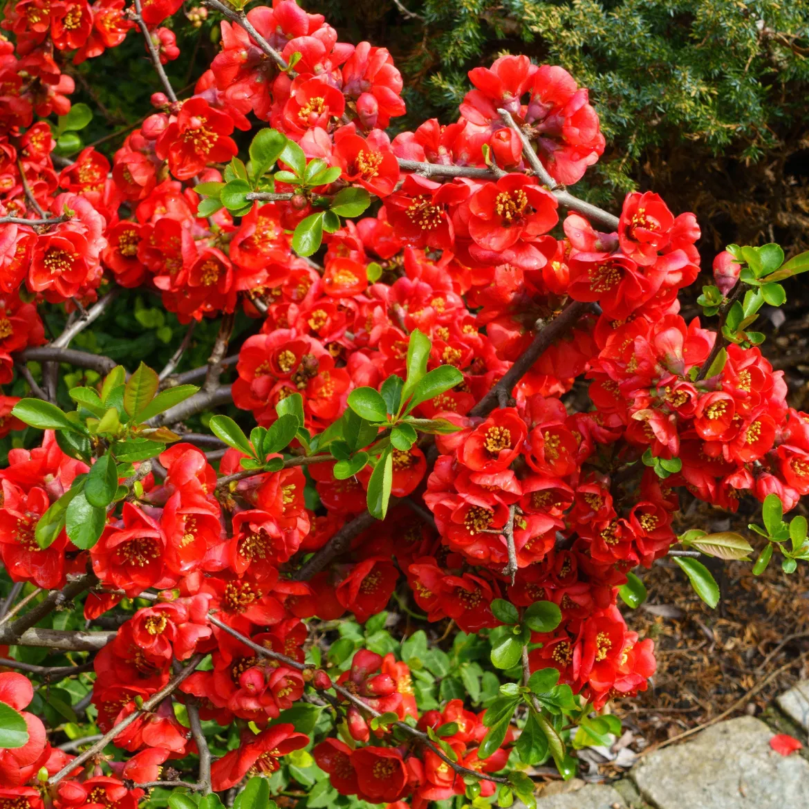 Cognassier du Japon Crimson And Gold - Fleurs rouges dès mars