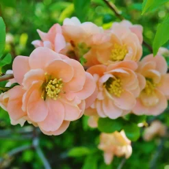 Cognassier du Japon Geisha Girl - Floraison rose dès mars