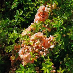 Cognassier du Japon Geisha Girl - Floraison rose dès mars