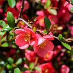 Cognassier du Japon - Le rouge éclate dès mars