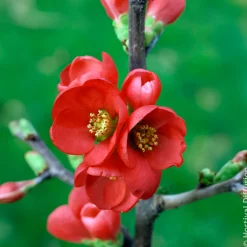 Cognassier du Japon Rubra - Fleurs rouges dès mars