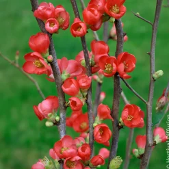 Cognassier du Japon Rubra - Fleurs rouges dès mars