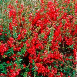 Cognassier du Japon Rubra - Fleurs rouges dès mars
