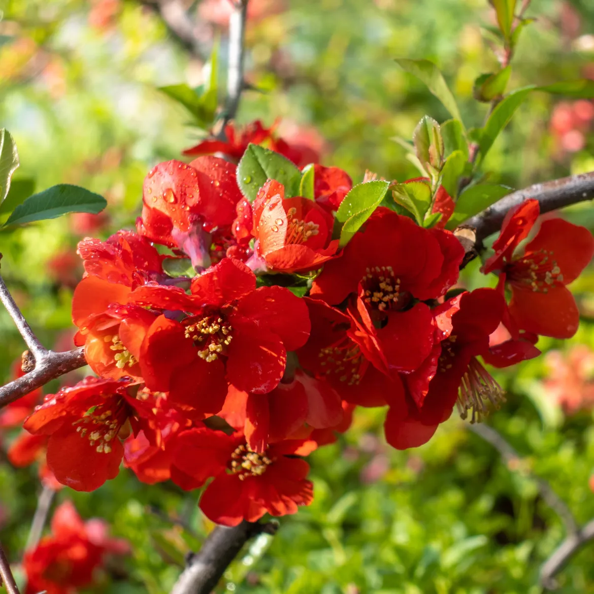 Cognassier à fleurs rouges - Le rouge éclatant du printemps