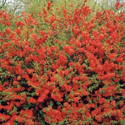 Cognassier à fleurs rouges - Le rouge éclatant du printemps