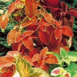 Coleus hybrides Rainbow en mélange - Un feuillage explosif de couleurs