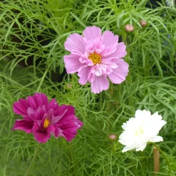 Collection 3 cosmos doubles variés - Des massifs fleuris tout l'été