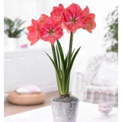 Collection d'Amaryllis géantes - Majestueuses Amaryllis en Fleur