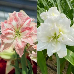 Collection d'Amaryllis rose et blanche - Fleurs spectaculaires pour l’hiver