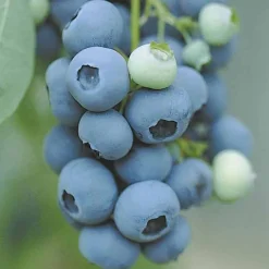Collection d'arbustes à fruits vitaminés - Parfaits pour santé et plaisir