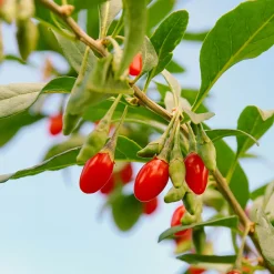 Collection d'arbustes à fruits vitaminés - Parfaits pour santé et plaisir