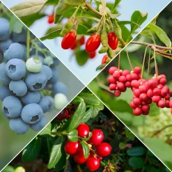 Collection d'arbustes à fruits vitaminés - Parfaits pour santé et plaisir
