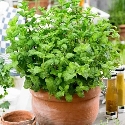 Collection d'aromatiques #2 - Aromatiques en Scène