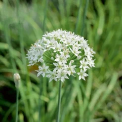 Collection d'aromatiques #2 - Aromatiques en Scène