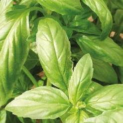 Collection d'aromatiques Bio - Parfait pour une cuisine naturelle