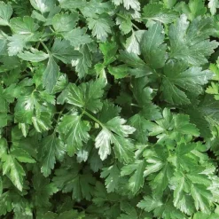 Collection d'aromatiques Bio - Parfait pour une cuisine naturelle