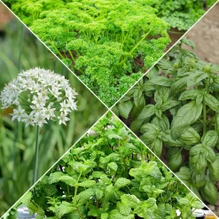 Collection d'aromatiques #1 - Saveurs et parfums réunis