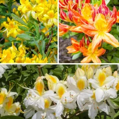 Collection d'Azalées de Chine : orangé, jaune, blanche - Arbuste rustique, facile à entretenir
